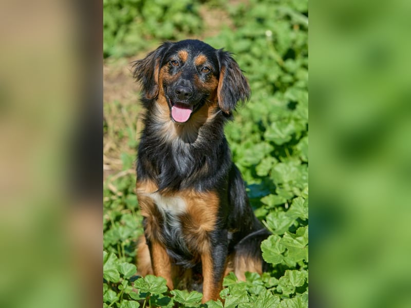 Athos: Ein Musketier zum Verlieben