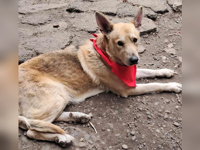 Wunderschöner Spencer