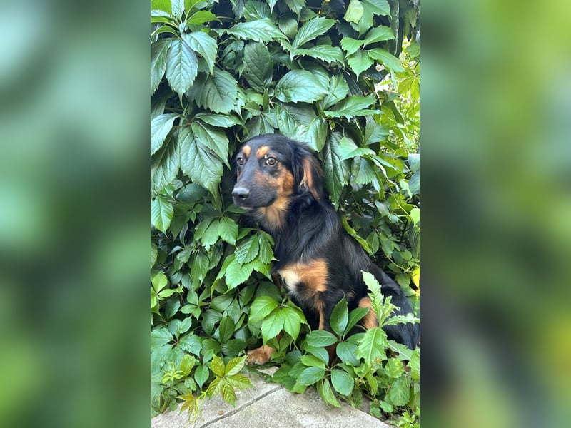 Athos: Ein Musketier zum Verlieben