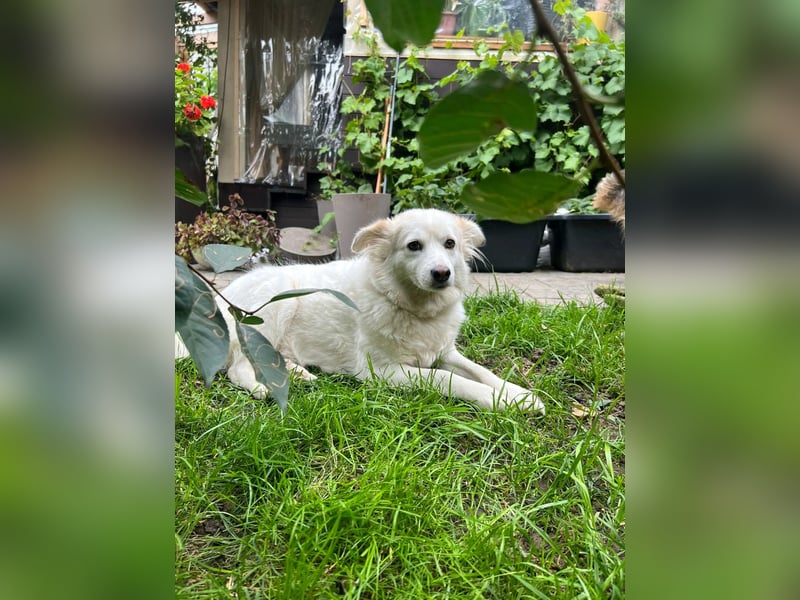 Sima - ehemaliger Niemandshund auf der Suche nach einer eigenen Familie