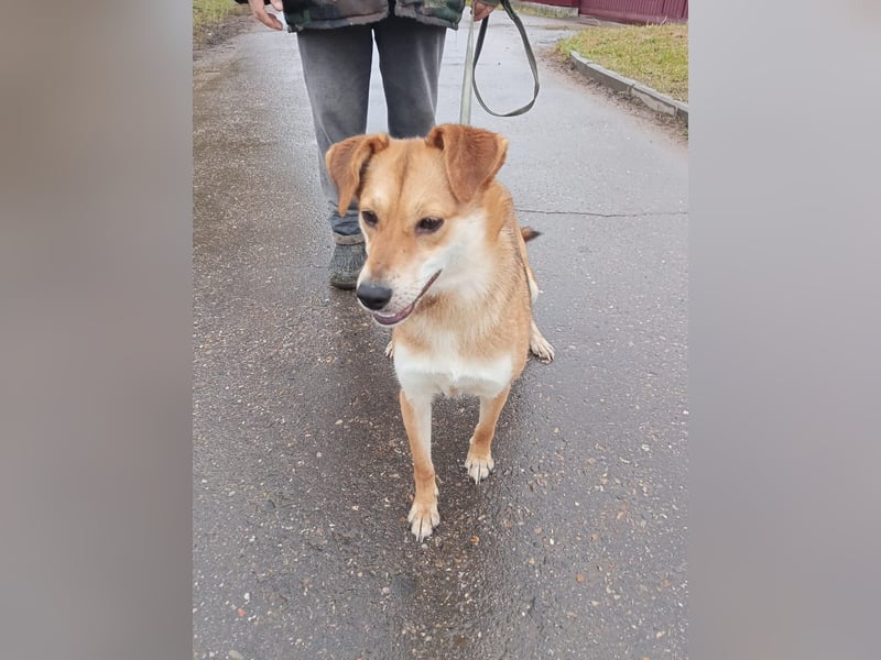 Freundliche und menschenbezogene Lora wünscht sich ein Zuhause