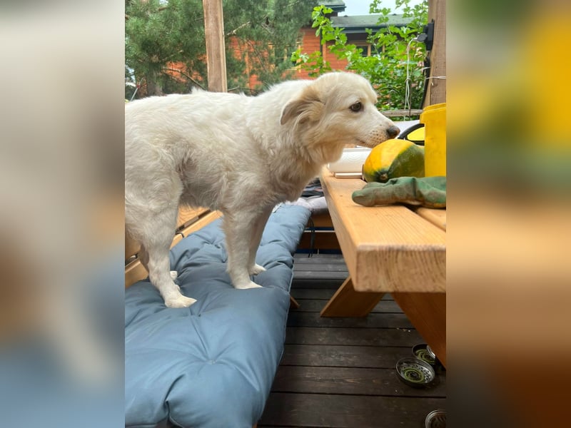 Sima - ehemaliger Niemandshund auf der Suche nach einer eigenen Familie
