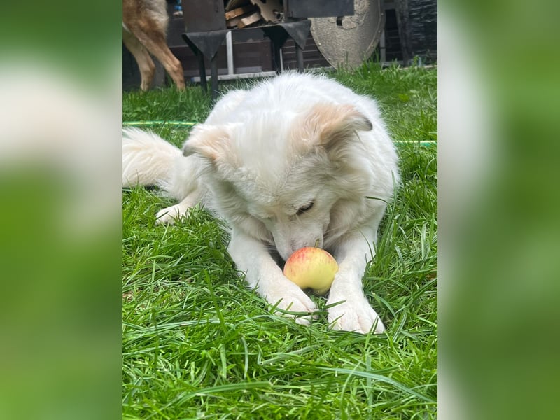 Sima - ehemaliger Niemandshund auf der Suche nach einer eigenen Familie
