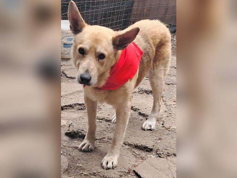 Wunderschöner Spencer