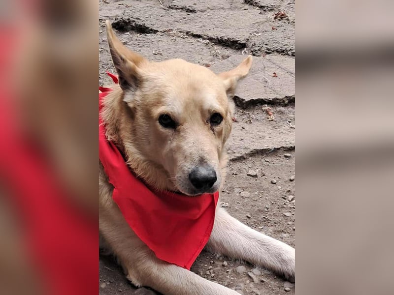 Wunderschöner Spencer