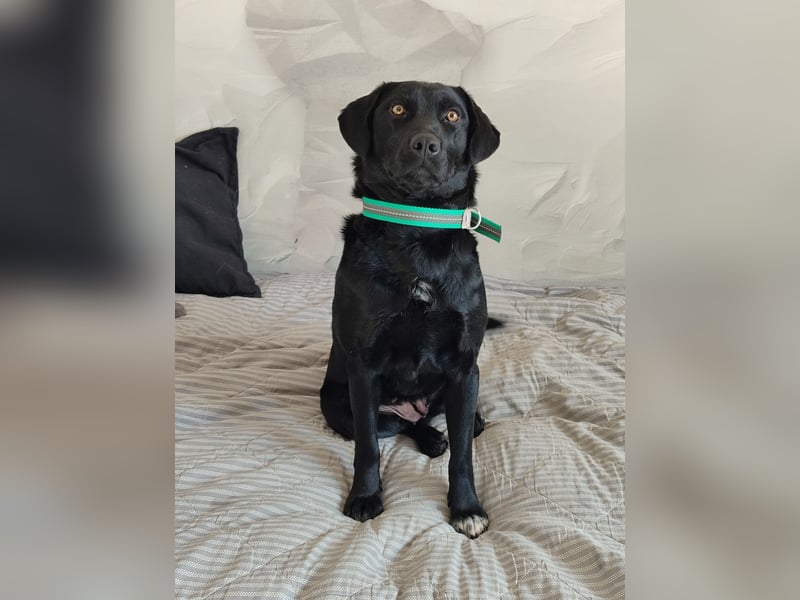 Milka: verschmust und menschenbezogen