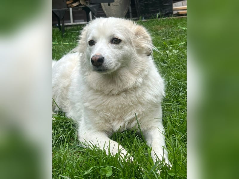 Sima - ehemaliger Niemandshund auf der Suche nach einer eigenen Familie