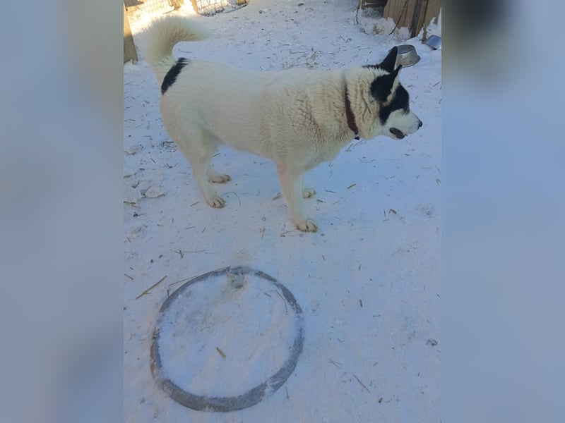 Goldiger Hans: Wo sind meine Menschen?