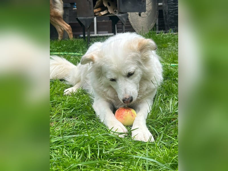 Sima - ehemaliger Niemandshund auf der Suche nach einer eigenen Familie