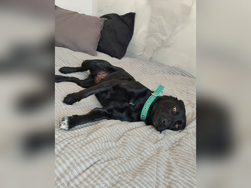 Milka: verschmust und menschenbezogen