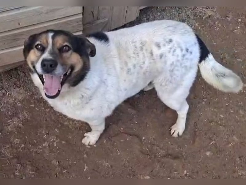 Yucca - eine Kuschelmaus möchte endlich ankommen dürfen