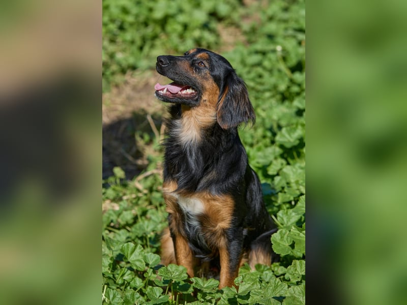 Athos: Ein Musketier zum Verlieben