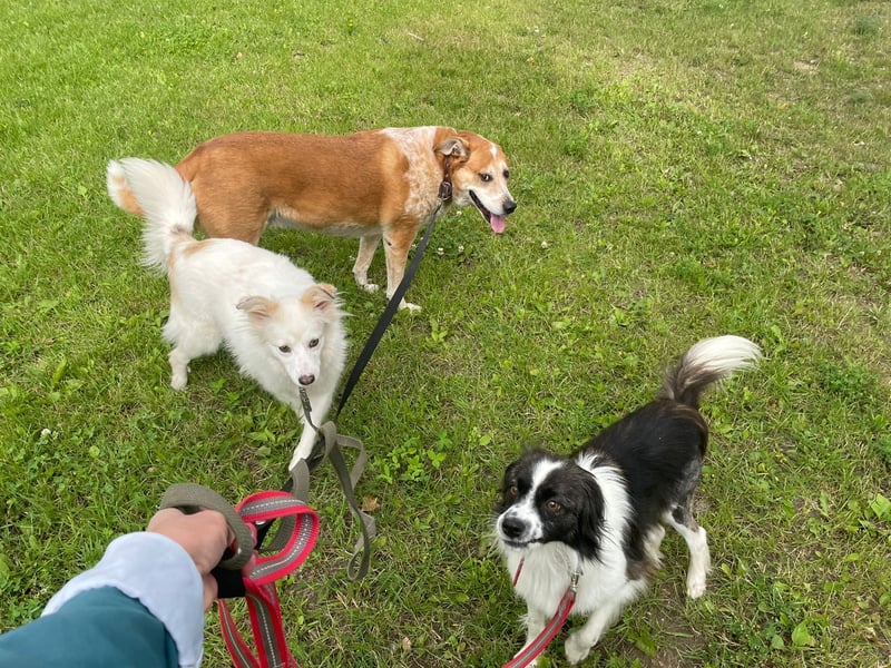 Sima - ehemaliger Niemandshund auf der Suche nach einer eigenen Familie