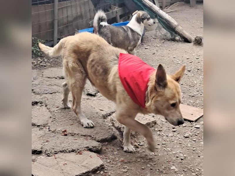 Wunderschöner Spencer