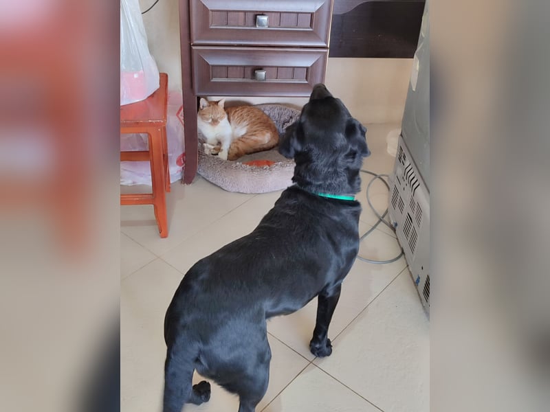 Milka: verschmust und menschenbezogen