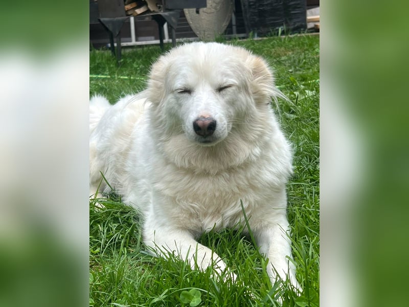 Sima - ehemaliger Niemandshund auf der Suche nach einer eigenen Familie