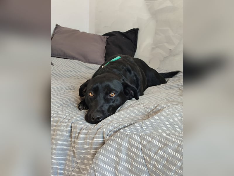 Milka: verschmust und menschenbezogen