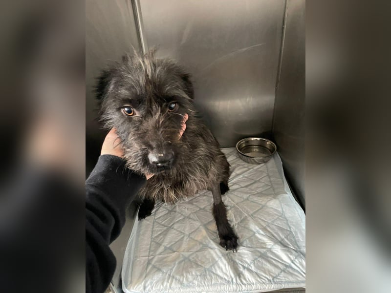 Xana, Hundemama sucht liebevolles Zuhause