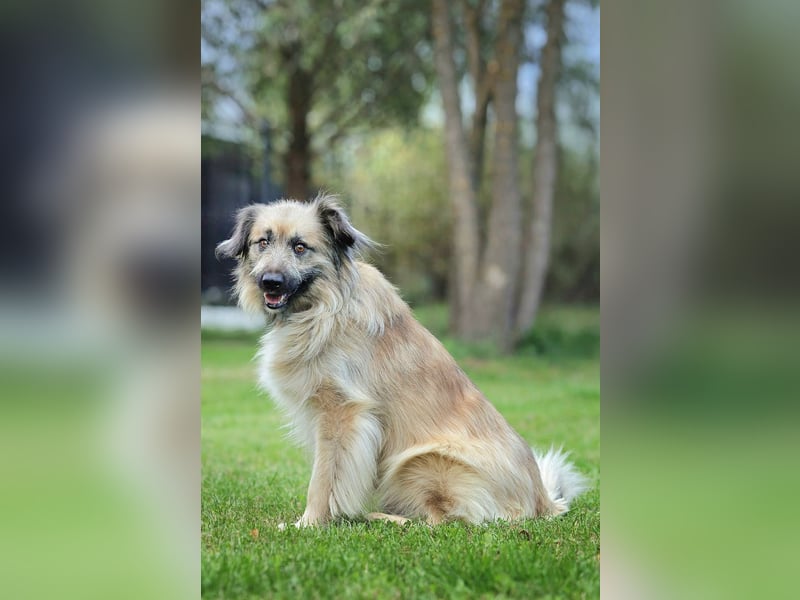 Theo – Ein sanftmütiger Partner fürs Leben
