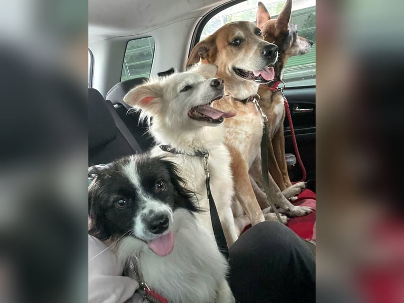 Sima - ehemaliger Niemandshund auf der Suche nach einer eigenen Familie
