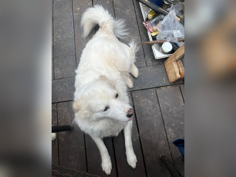 Sima - ehemaliger Niemandshund auf der Suche nach einer eigenen Familie