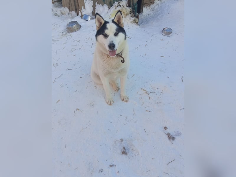 Goldiger Hans: Wo sind meine Menschen?