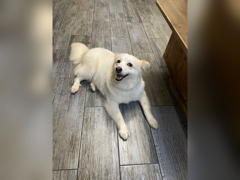 Sima - ehemaliger Niemandshund auf der Suche nach einer eigenen Familie