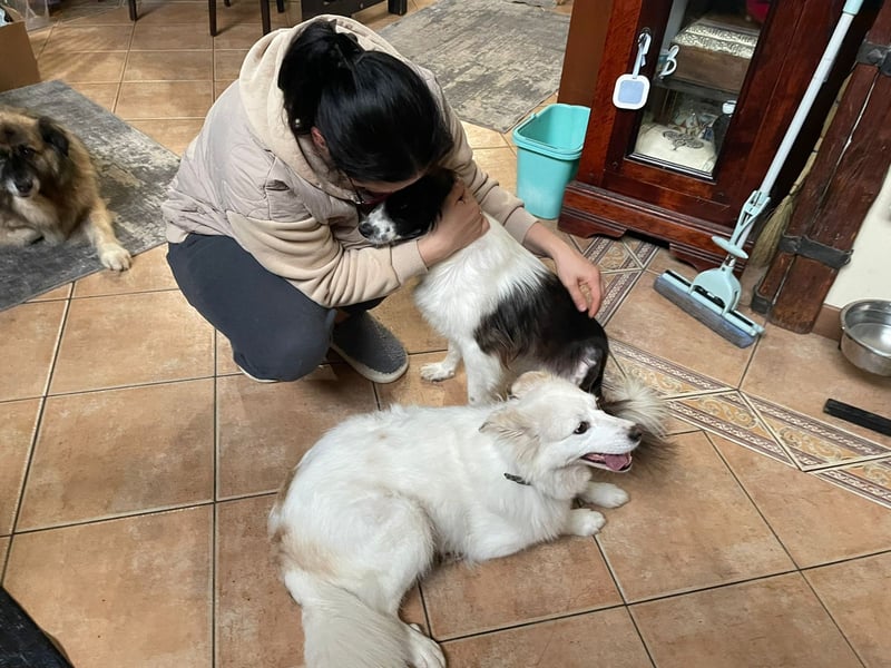 Sima - ehemaliger Niemandshund auf der Suche nach einer eigenen Familie