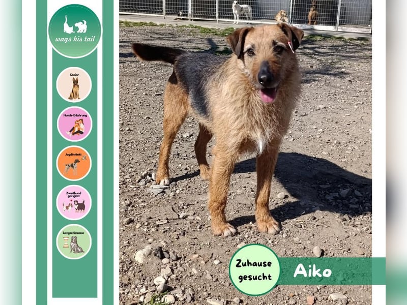 Aiko - Kuschelkumpel auf Lebenszeit sucht Zuhause ❤️