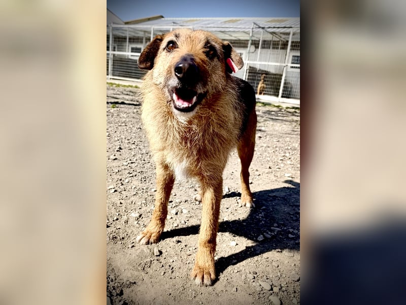 Aiko - Kuschelkumpel auf Lebenszeit sucht Zuhause ❤️
