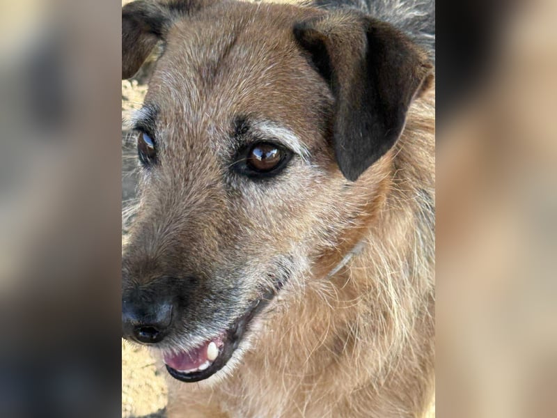 Aiko - Kuschelkumpel auf Lebenszeit sucht Zuhause ❤️