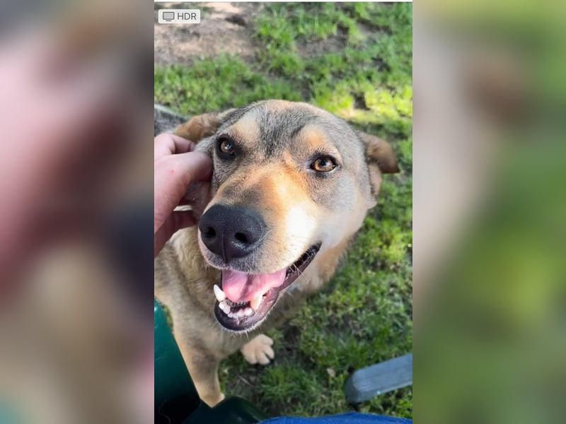 Woody - Absoluter Traumhund sucht seine Familie❤️ Woody - Absoluter Traumhund sucht seine Familie❤️