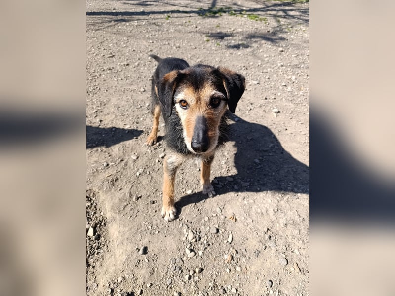 Simon - Herzenshund für Groß und Klein ❤️