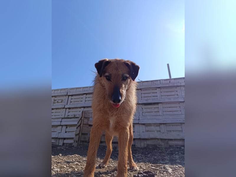 Aiko - Kuschelkumpel auf Lebenszeit sucht Zuhause ❤️