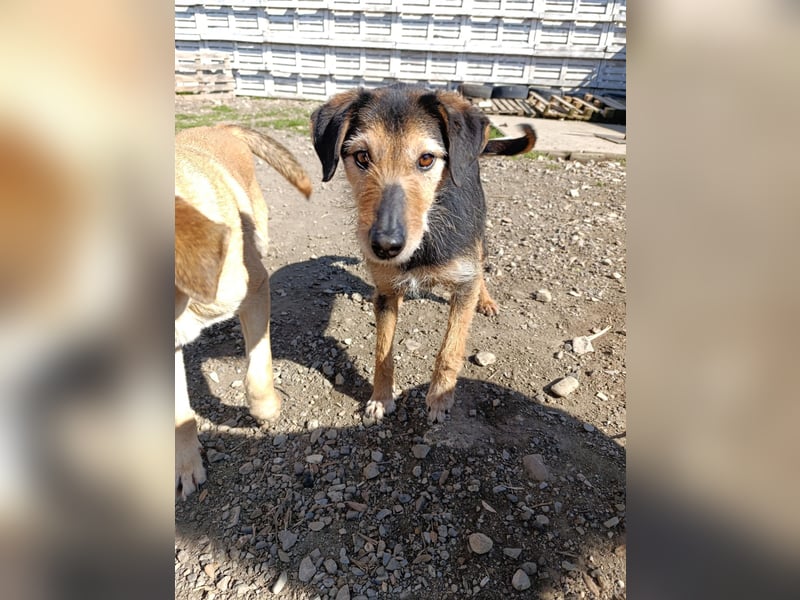 Simon - Herzenshund für Groß und Klein ❤️