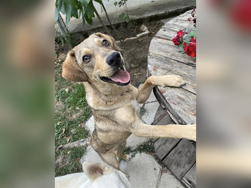 Woody - Absoluter Traumhund sucht seine Familie❤️ Woody - Absoluter Traumhund sucht seine Familie❤️