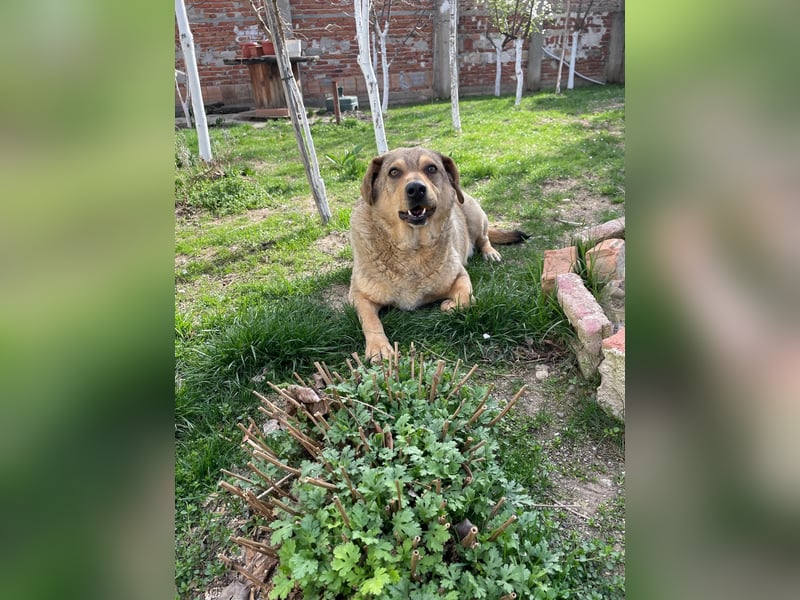 Woody - Absoluter Traumhund sucht seine Familie❤️ Woody - Absoluter Traumhund sucht seine Familie❤️