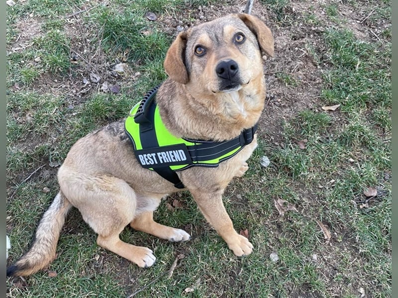 Woody - Absoluter Traumhund sucht seine Familie❤️ Woody - Absoluter Traumhund sucht seine Familie❤️