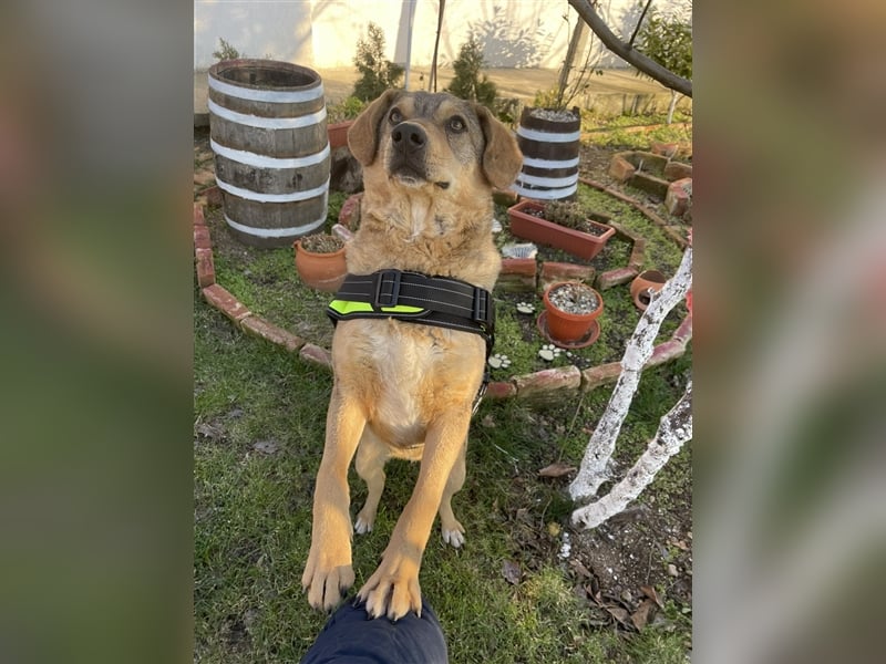 Woody - Absoluter Traumhund sucht seine Familie❤️ Woody - Absoluter Traumhund sucht seine Familie❤️