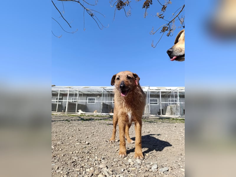 Aiko - Kuschelkumpel auf Lebenszeit sucht Zuhause ❤️