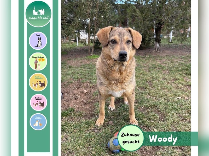 Woody - Absoluter Traumhund sucht seine Familie❤️ Woody - Absoluter Traumhund sucht seine Familie❤️