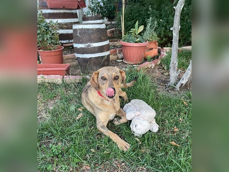 Woody - Absoluter Traumhund sucht seine Familie❤️ Woody - Absoluter Traumhund sucht seine Familie❤️