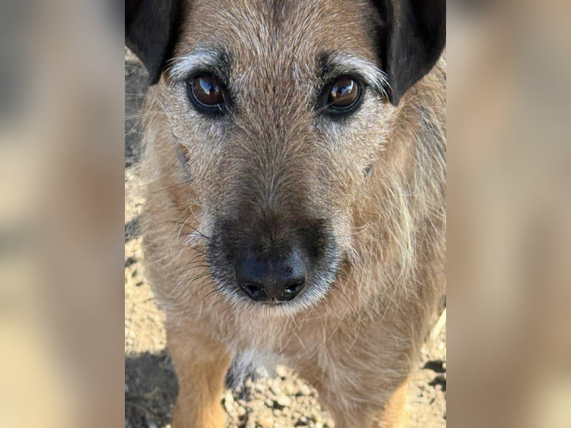Aiko - Kuschelkumpel auf Lebenszeit sucht Zuhause ❤️