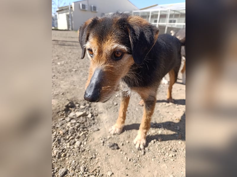 Simon - Herzenshund für Groß und Klein ❤️