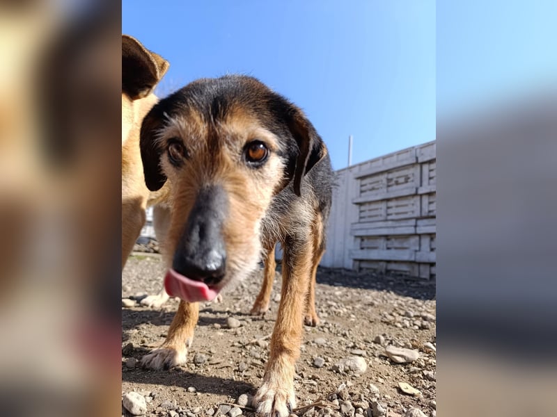 Simon - Herzenshund für Groß und Klein ❤️
