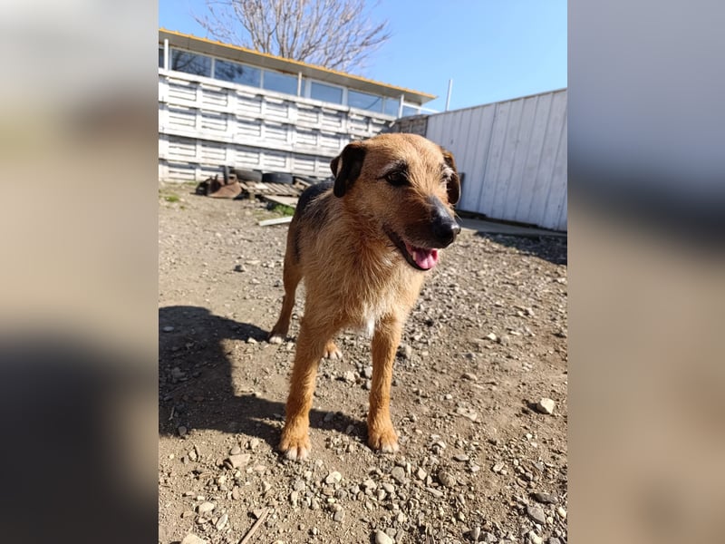 Aiko - Kuschelkumpel auf Lebenszeit sucht Zuhause ❤️