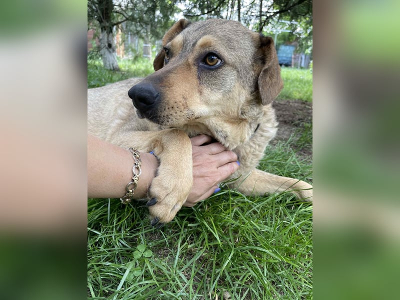 Woody - Absoluter Traumhund sucht seine Familie❤️ Woody - Absoluter Traumhund sucht seine Familie❤️