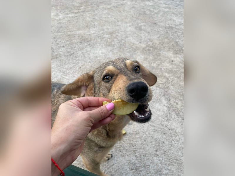 Woody - Absoluter Traumhund sucht seine Familie❤️ Woody - Absoluter Traumhund sucht seine Familie❤️