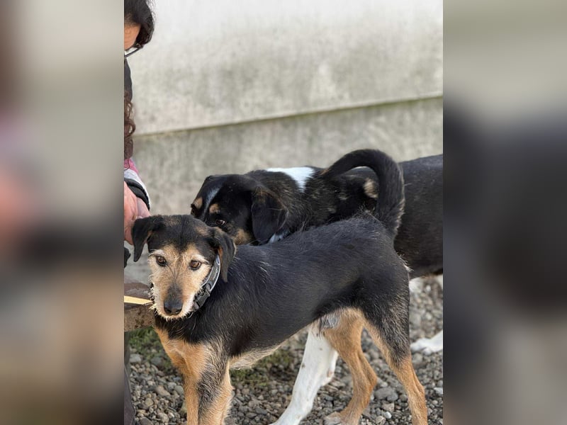 Simon - Herzenshund für Groß und Klein ❤️