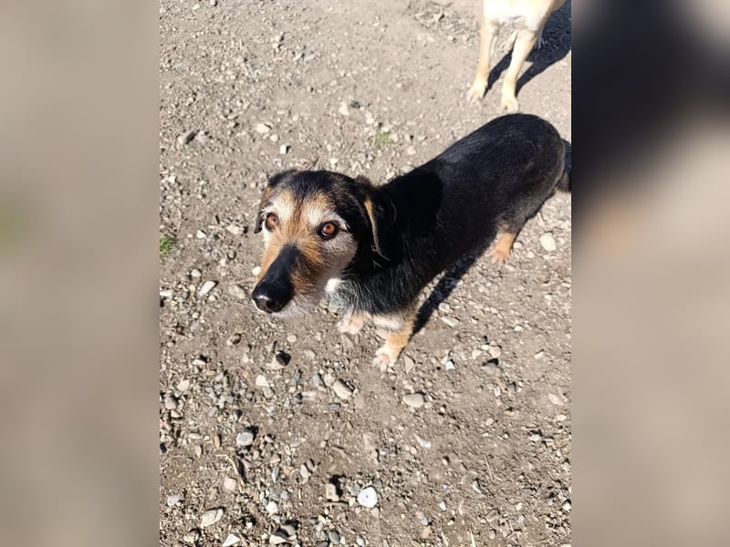 Simon - Herzenshund für Groß und Klein ❤️